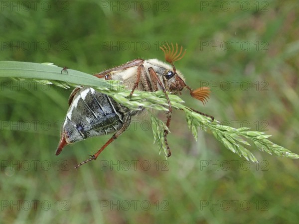 Macro photograph of a beetle, common cockchafer (Melolontha melolontha), on a blade of grass,
