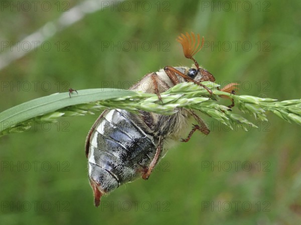 A beetle, common cockchafer (Melolontha melolontha), clinging to a blade of grass surrounded by