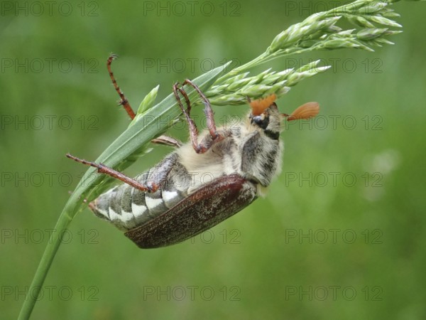 Macro photograph of a beetle, common cockchafer (Melolontha melolontha), on a blade of grass,