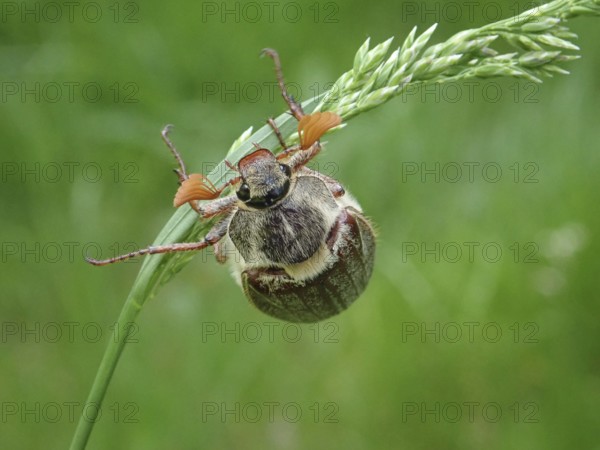 A common cockchafer (Melolontha melolontha) clinging to a blade of grass, surrounded by green