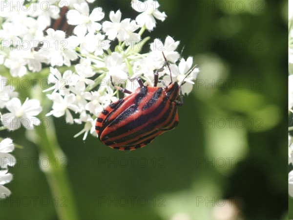 Close-up of a red and black striped beetle, stripe bug (Graphosoma italicum), on white flowers in