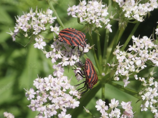 Two beetles, stripe bug (Graphosoma italicum), on pale pink flowers in a detailed view of the flora
