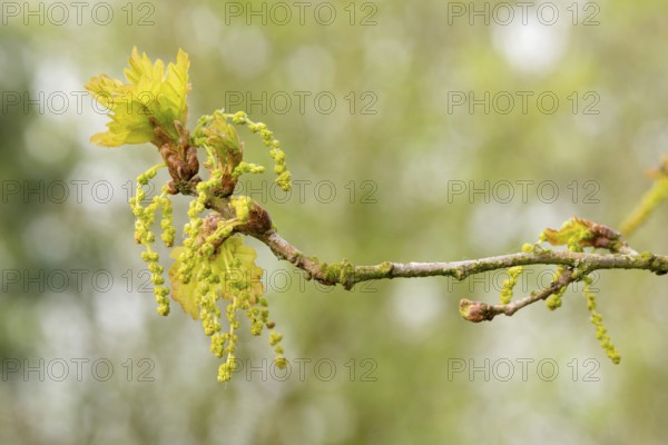 Branch of a pedunculate oak (Quercus pedunculata), also known as summer oak or German oak (Quercus