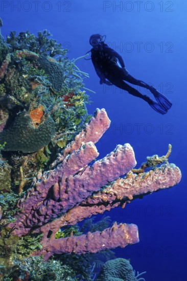 Underwater photo of colony of stovepipe sponge (Aplysina archeri) tube sponge in Caribbean diving