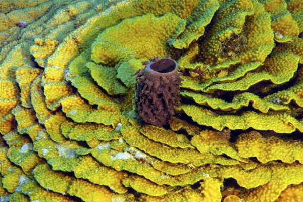 Underwater photo of Small Prickly tube-sponge (Callyspongia crassa) growing in the centre of