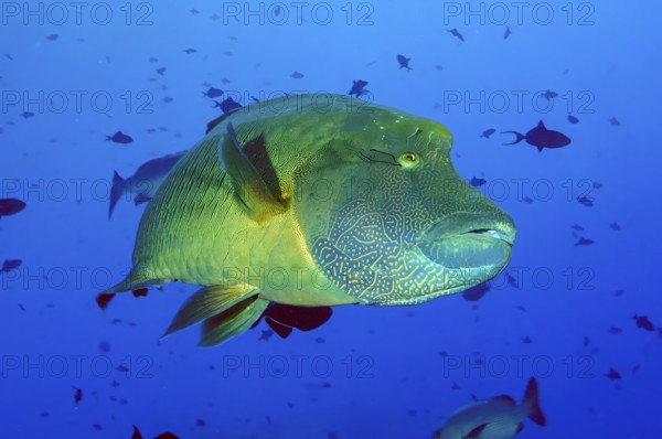 Underwater photo of Napoleon Wrasse (Cheilinus undulatus), Pacific Ocean, Caroline Islands,