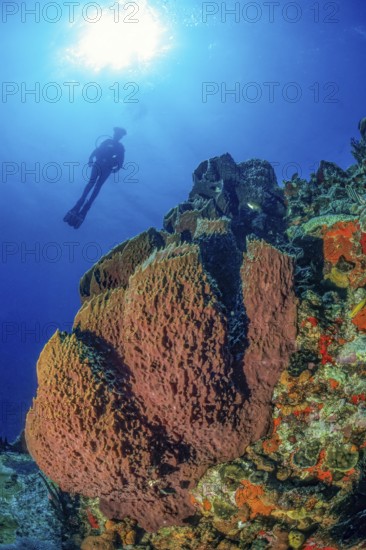 Underwater photo of colony of Brown tube sponge (Agelas conifera) in Caribbean diving area Diving