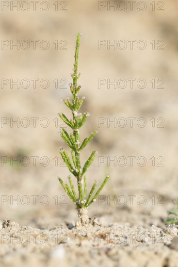 Young shoot of field horsetail (Equisetum arvense), also known as field horsetail, tinweed, field
