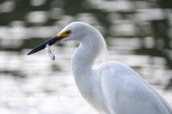 Free-living grey heron (Egretta thula) with freshly caught fish in its beak, Buenos Aires,