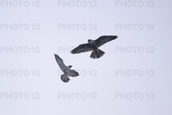 Fight between two free-living peregrine falcons (Falco peregrinus) in flight, Buenos Aires,