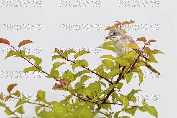 Common whitethroat (Sylvia communis) Male with food for the young birds waiting in the nest,