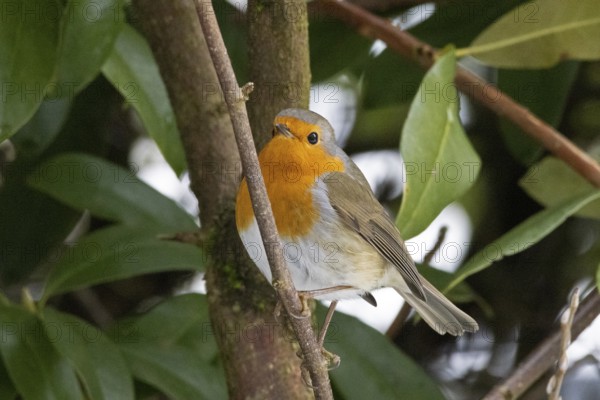 European robin (Erithacus rubecula), Sieversen, Rosengarten, Lower Saxony, Germany