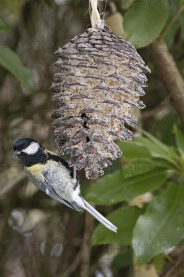 Great tit (Parus major) eating fat food, Sieversen, Rosengarten, Lower Saxony, Germany