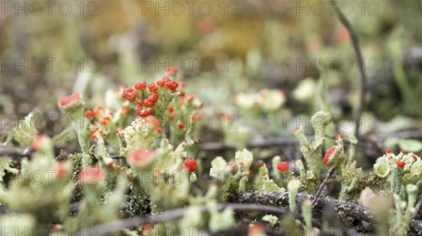 Close-up of very small lichens, trumpet-shaped with red and green colors on barren sandy soil with