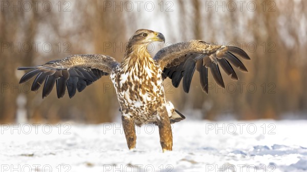 White-tailed eagle (Haliaeetus albicilla) young eagle on the water and on the ice, hunting,