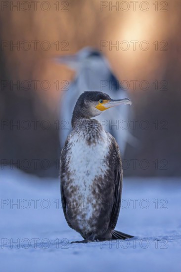 Cormorant (Phalacrocorax carbo) and grey heron (Ardea cinerea) sitting, sunrise, frost and ice on