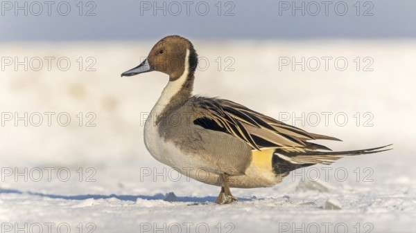 Pintail (Anas acuta) sitting, frost and ice on feathers, iced, distress, lack of food, portrait,
