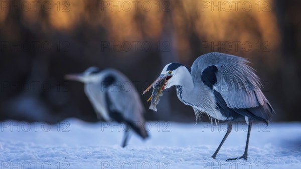 Grey heron (Ardea cinerea) sitting, frost and ice on feathers, iced, hunting, with catfish as prey,