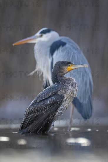 Cormorant (Phalacrocorax carbo) and grey heron (Ardea cinerea) sitting, frost and ice on feathers,