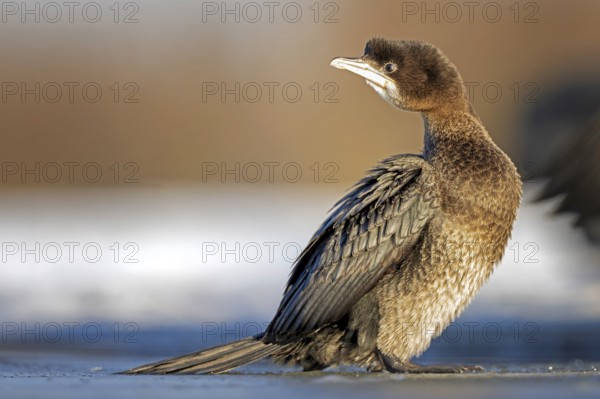 Pygmy Cormorant (Microcarbo pygmaeus, Syn.: Phalacrocorax pygmeus) on the ice, frozen lake, winter,