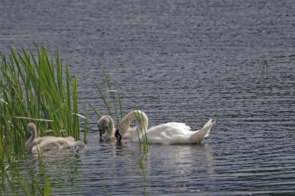 Swan and chicks swimming in a pond with reeds, Local Hero, Pennan, Aberdeenshire, Scotland, Great