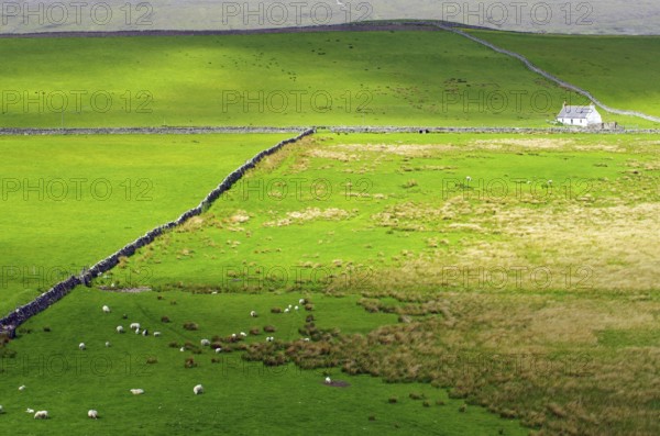 Green fields with grazing sheep and a lonely house on the horizon, Tongue, Highlands, West Coast,