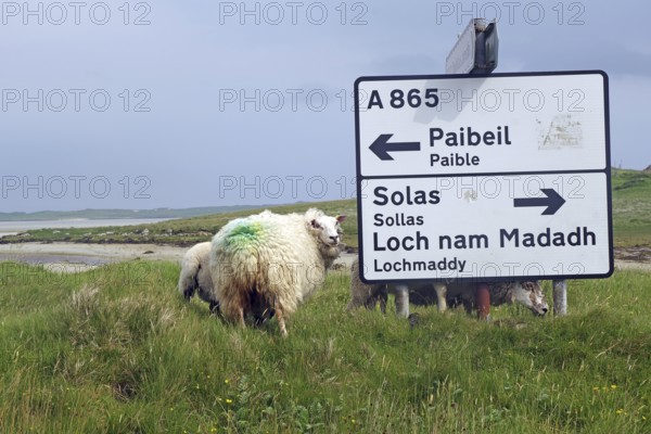 Sheep in a green field next to a road sign leading to various places, Outer Hebrides, Hebrides,