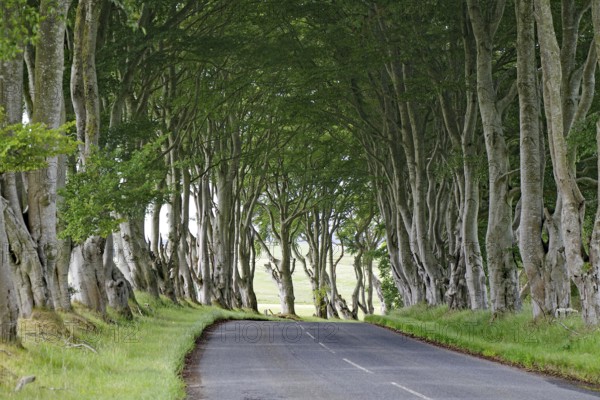 Long avenue of trees covering a road and creating a tranquil atmosphere, Local Hero, Pennan,