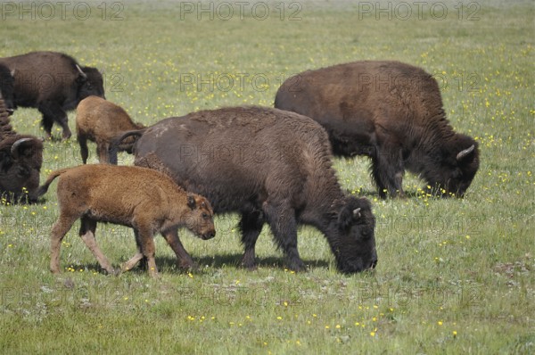 American Bison (Bos bison) graze on a green meadow and enjoy the peaceful nature. Grand Canyon
