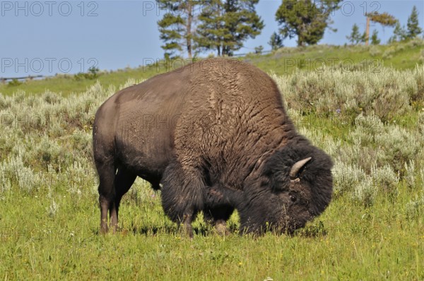 A mighty American Bison (Bos bison) stands in a green pasture, trees in the background. Yellowstone