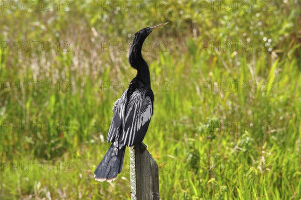 A bird with impressive feathers, American Darter (Anhinga anhinga), sits on a wooden pole in the
