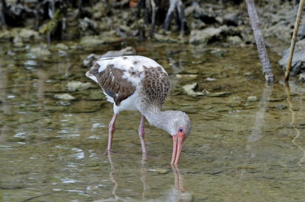 A young snowy ibis (Eudocimus albus), juvenile, searches for food in shallow water. Bahia Honda
