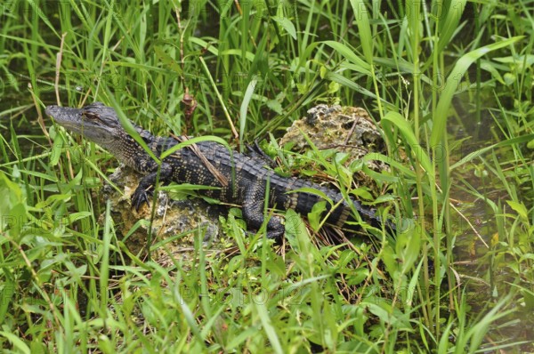 A young alligator, Mississippi alligator (Alligator mississippiensis), juvenile, lying on a rock in