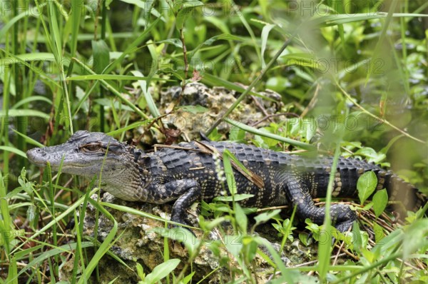 A young Mississippi alligator (Alligator mississippiensis), juvenile, resting on a rock surrounded
