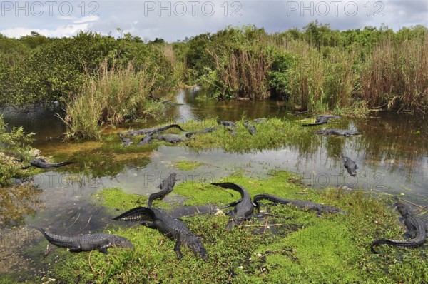 Several Mississippi alligators (Alligator mississippiensis) in a swampy water area, surrounded by