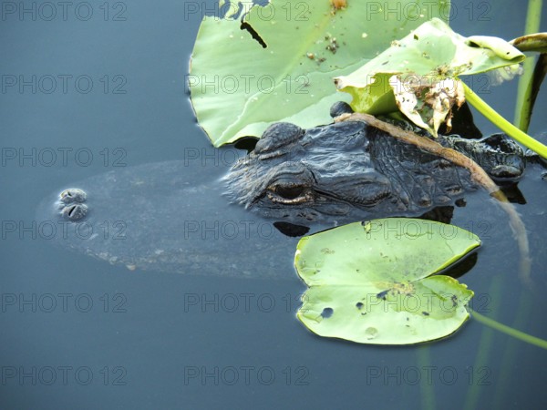 A Mississippi alligator (Alligator mississippiensis) partially hides under lily pads in the water.