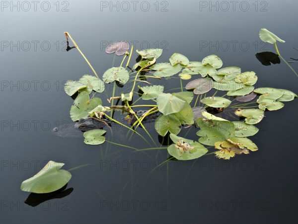 Floating lily pads on calm water with a natural, calming atmosphere. A Mississippi alligator