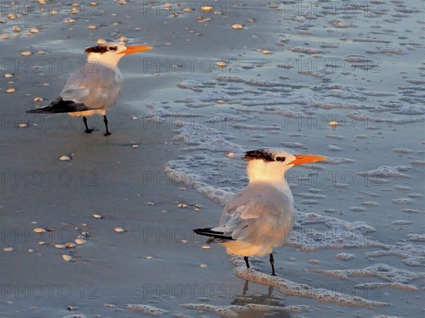 Two terns, royal terns (Thalasseus maximus), stand on the beach at sunset, surrounded by gentle