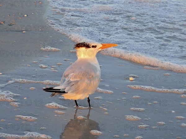 A tern, royal tern (Thalasseus maximus), stands on the beach, calm sea and slightly wavy water.