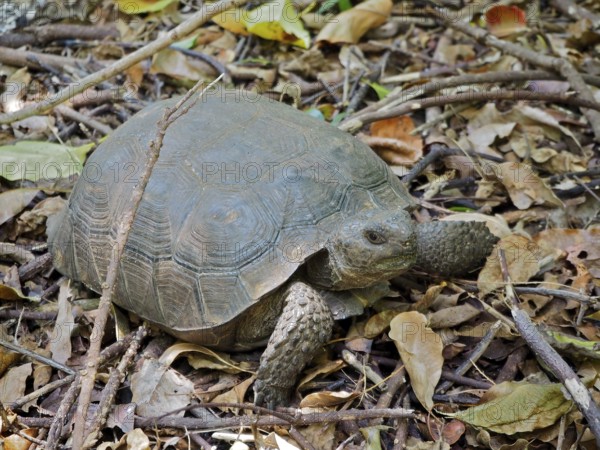 A turtle, Georgia gopher tortoise (Gopherus polyphemus), lies among leaves on the forest floor.