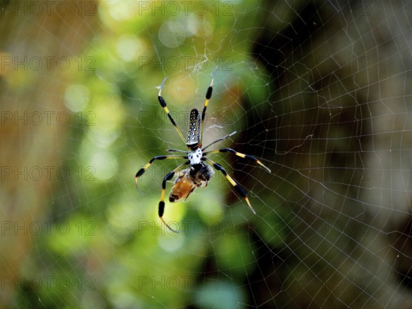 A spider, Golden silk spider (Nephila clavipes), sits in its web in a natural environment, light