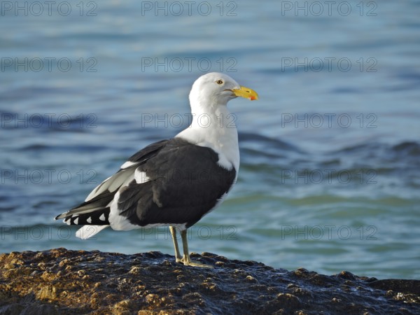 A Dominican Gull (Larus dominicanus) stands on a rock by the sea in calm water. Florida Keys,