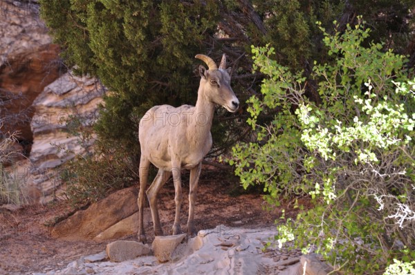 A bighorn sheep (Ovis canadensis) stands next to trees, natural and peaceful surroundings. Capitol