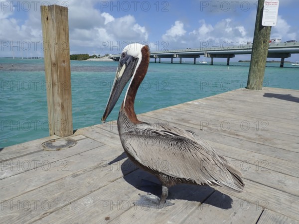 A pelican, brown pelican (Pelecanus occidentalis), stands on a wooden walkway, in front of