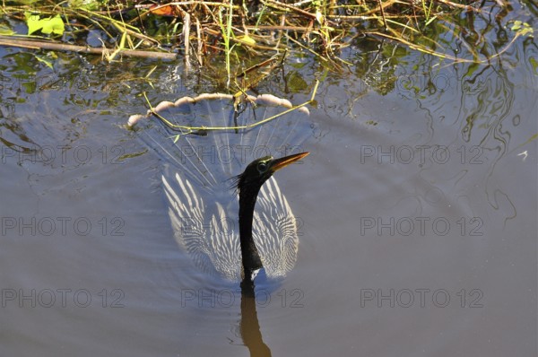 An American darter (Anhinga anhinga) swims in the calm water, its magnificent feathers glowing.