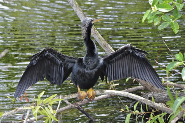 An American Darter (Anhinga anhinga) spreads its wings to dry on a branch by the water. Everglades