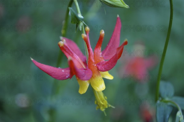 Close-up of a red and yellow flower with curved petals, desert wakeia (Aquilegia shockleyi) . John