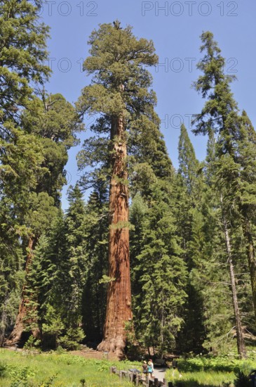 Single impressive Sequoia tree, giant sequoia (Sequoiadendron giganteum), in the midst of green