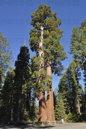 Tall Sequoia trees, giant sequoia (Sequoiadendron giganteum), tower into the clear blue sky,