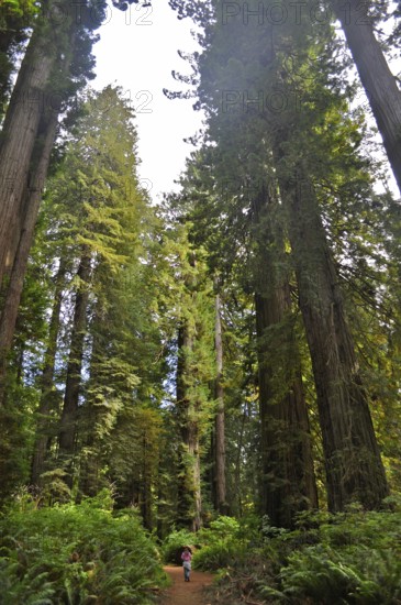A child walks on a path through a redwood forest surrounded by giant trees, coast redwood (Sequoia